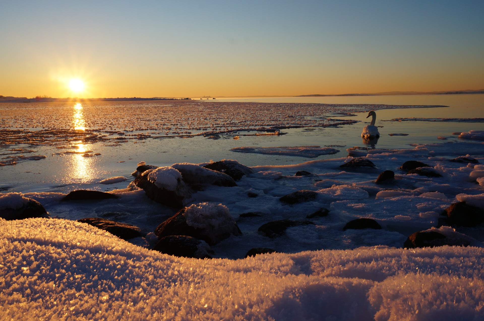 Svane ved vinterfjorden